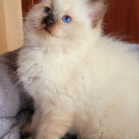 Cucciola Ragdoll Seal Point