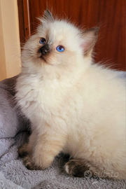 Cucciola Ragdoll Seal Point