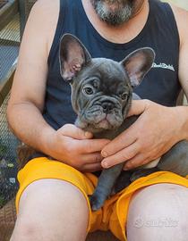 Bulldog francese cuccioli blu