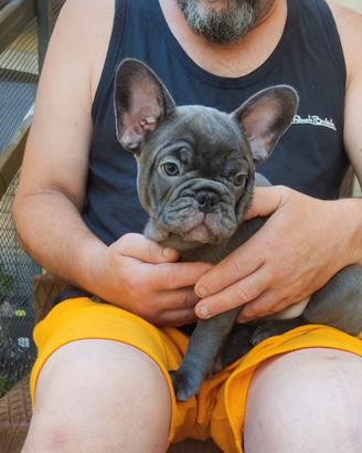 Bulldog francese cuccioli blu