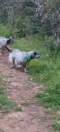 Setter inglese