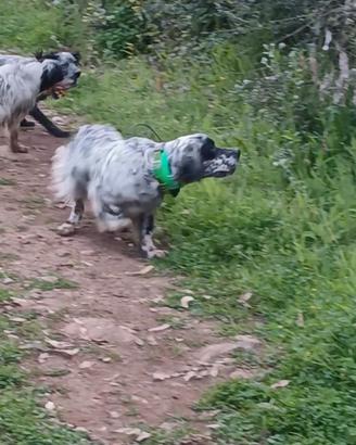 Setter inglese