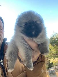Cucciolo spiz di pomerania