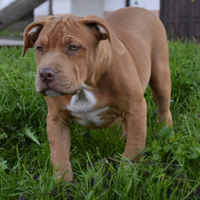 American Bully XL di 3 mesi