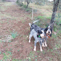 Segugio griffon bleu de gascogne