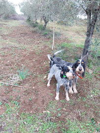 Segugio griffon bleu de gascogne