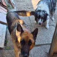 Pastore tedesco e border collie di 6-7 anni