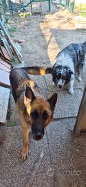 Pastore tedesco e border collie di 6-7 anni