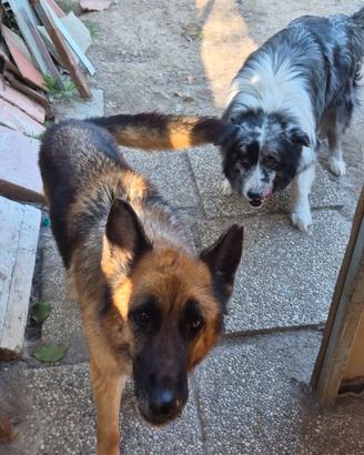 Pastore tedesco e border collie di 6-7 anni