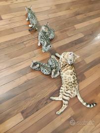Gattino bengala maschio