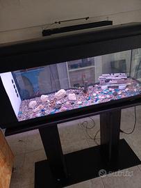 acquario 