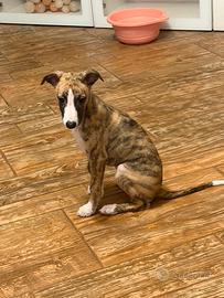 Cucciolo di Whippet