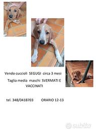 Segugi 3 mesi