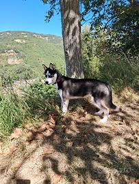 Husky Siberiano