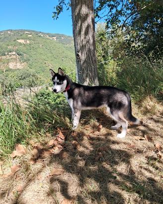 Husky Siberiano