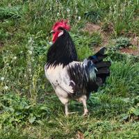 Gallo Lakenfelder