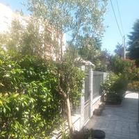 Albero ulivo 250 cm