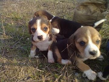 Beagle cuccioli stupendi