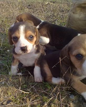 Beagle cuccioli stupendi