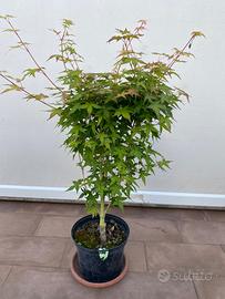 Acero palmato Bi-hoo