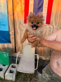Cucciolo di Volpino Spitz della Pomerania