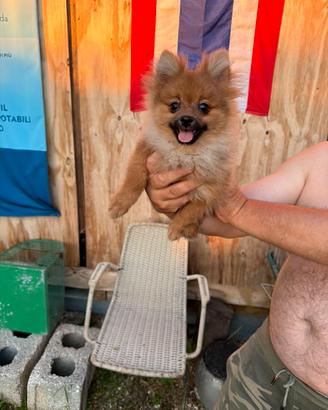 Cucciolo di Volpino Spitz della Pomerania
