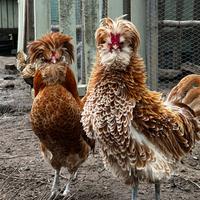 Galli Padovana camoscio