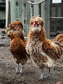 Galli Padovana camoscio