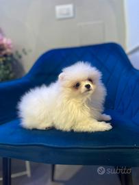 Cuccioli spitz di Pomerania