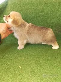 Welsh Corgi
