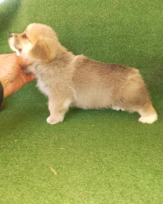 Welsh Corgi