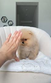 Spitz nano / spitz di Pomerania