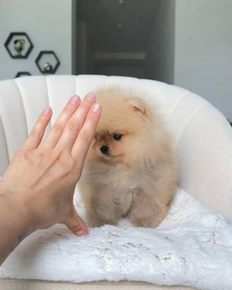 Spitz nano / spitz di Pomerania