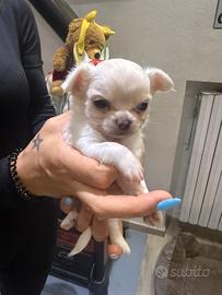 Chihuahua pelo lungo maschio