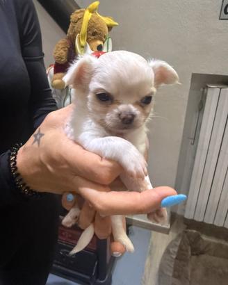 Chihuahua pelo lungo maschio