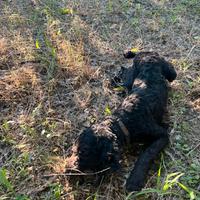 Cucciolone lagotto romagnolo