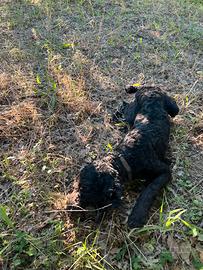 Cucciolone lagotto romagnolo
