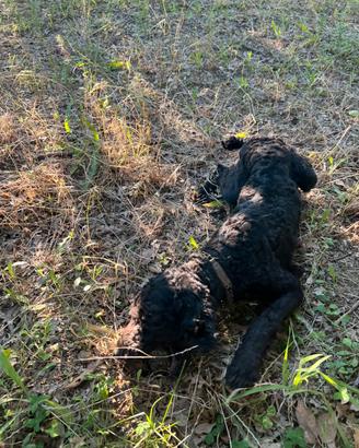 Cucciolone lagotto romagnolo