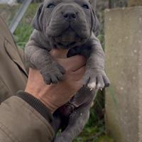 Cuccioli cane corso italiano