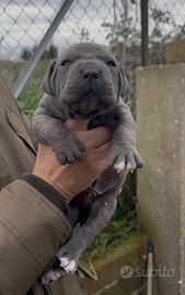 Cuccioli cane corso italiano