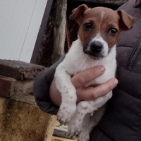 Cucciolo jack russell maschio