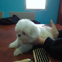 Bianco maltese coreano