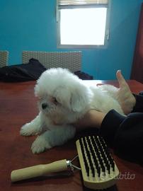 Bianco maltese coreano