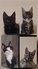 cuccioli Maine Coon 
