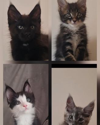 cuccioli Maine Coon 