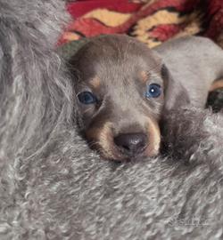 Cuccioli di bassotto