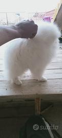 Spitz Pomerania pedigree ENCI