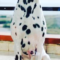 Dalmata