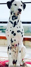 Dalmata
