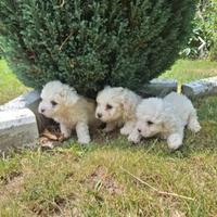 Maltese toy